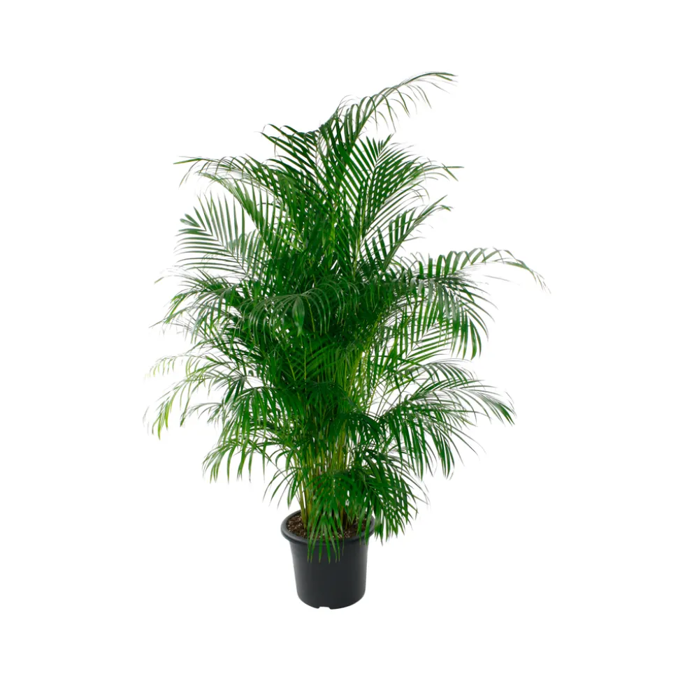 Aréca : H.220/250cm pot