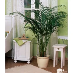 Aréca : H.220/250cm pot