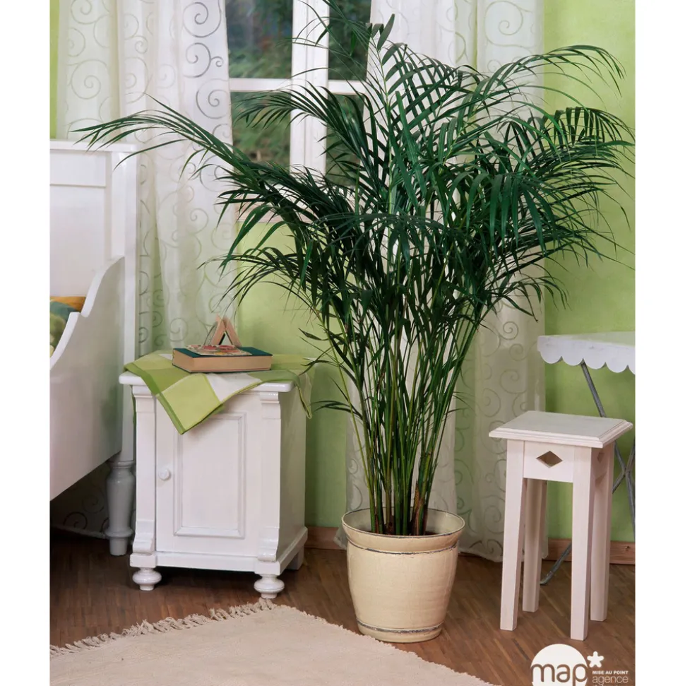 Aréca : H.220/250cm pot