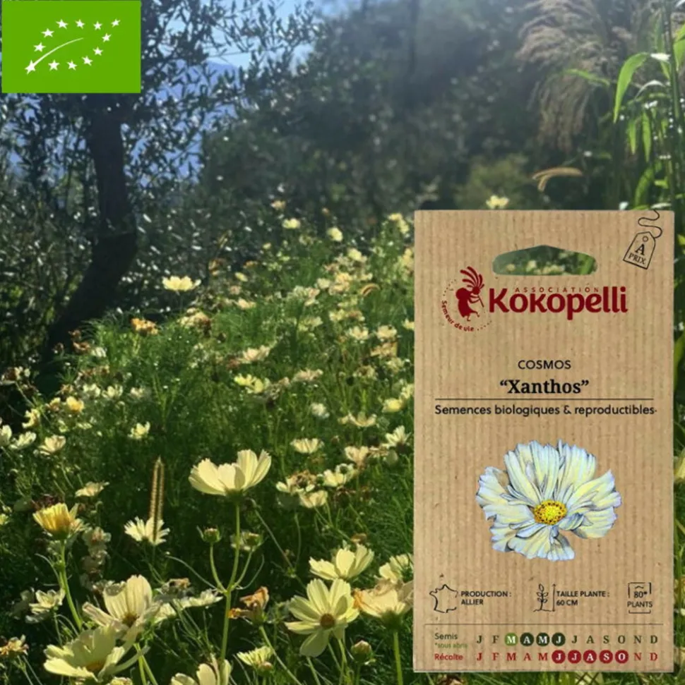 ASSOCIATION KOKOPELLI - Graines bio à semer - cosmos jaune xanthos