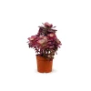 ATTITUDE JARDIN - Aeonium medusa - ↕ 35-40 cm - ⌀ 21 cm - cactus et plantes grasses