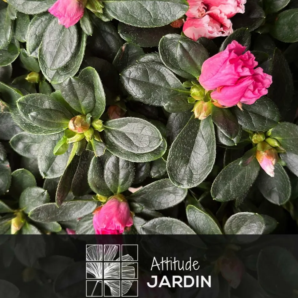 ATTITUDE JARDIN - Azalée indica - plante d'intérieur - ↕ 40-50 cm - ⌀ 18 cm - fleur rose