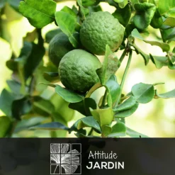 ATTITUDE JARDIN - Bergamote avec panier en jonc de mer - agrume méditerranéen - arbre fruitier - ↕ 75-85 cm - ⌀ 22 cm