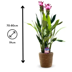 ATTITUDE JARDIN - Curcuma alismatifolia avec panier en jonc de mer - curcuma d'ornement - ↕ 70-80 cm - ⌀ 16 cm - plante d'intérieur