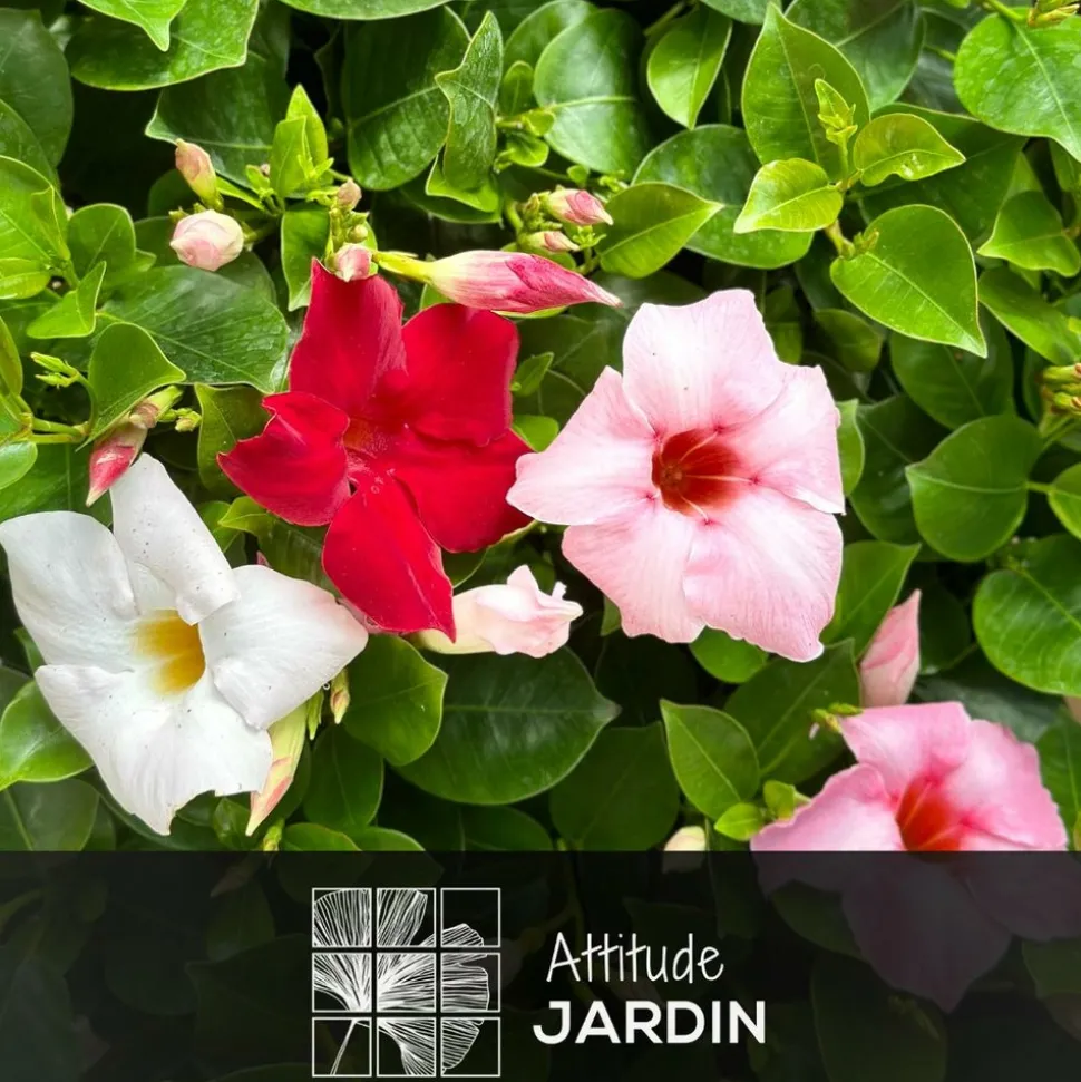 ATTITUDE JARDIN - Dipladenia touffe - plante fleurie - ↕ 40-50 cm - ⌀ 17 cm - plante d'intérieur & extérieur - fleur blanche