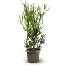 ATTITUDE JARDIN - Euphorbia tirucalli - plante crayon - ↕ 80-90 cm - ⌀ 25 cm - cactus et plantes grasses