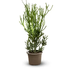 ATTITUDE JARDIN - Euphorbia tirucalli - plante crayon - ↕ 80-90 cm - ⌀ 25 cm - cactus et plantes grasses