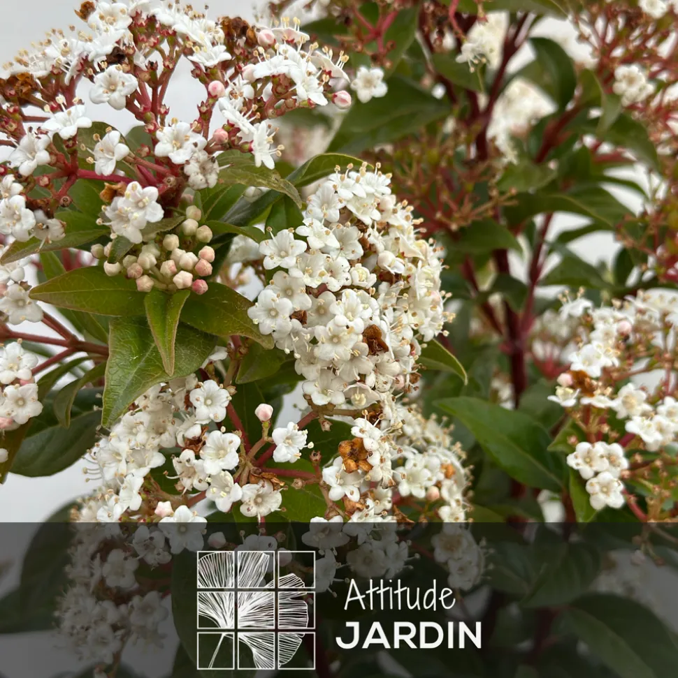 ATTITUDE JARDIN - Laurier tin - viburnum tinus - ↕ 50-60 cm - ⌀ 20 cm - plante d'extérieur