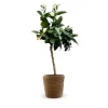 ATTITUDE JARDIN - Oranger sanguin avec panier en jonc de mer - agrume méditerranéen - arbre fruitier - ↕ 75-85 cm - ⌀ 25cm