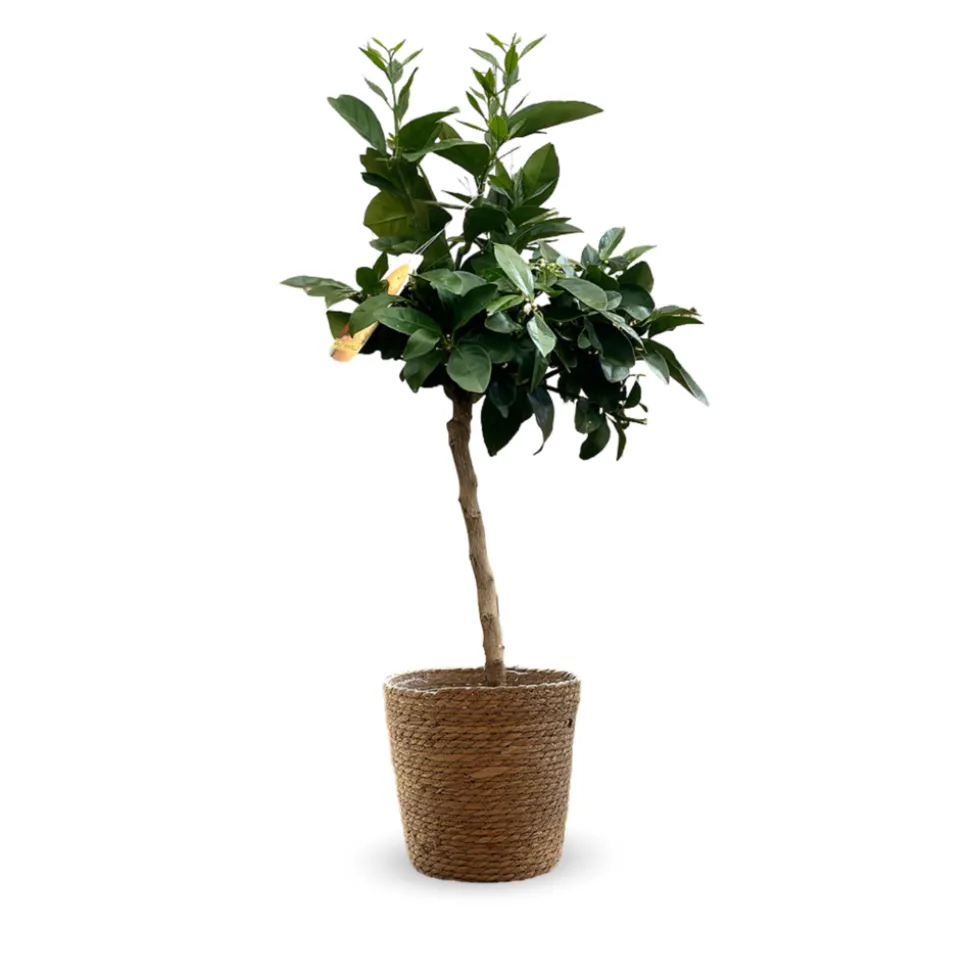 ATTITUDE JARDIN - Oranger sanguin avec panier en jonc de mer - agrume méditerranéen - arbre fruitier - ↕ 75-85 cm - ⌀ 25cm