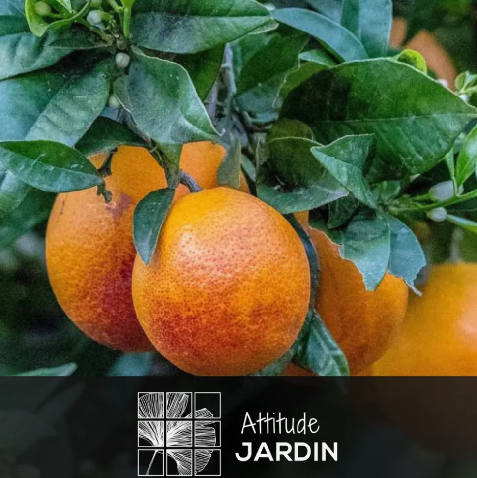 ATTITUDE JARDIN - Oranger sanguin avec panier en jonc de mer - agrume méditerranéen - arbre fruitier - ↕ 75-85 cm - ⌀ 25cm