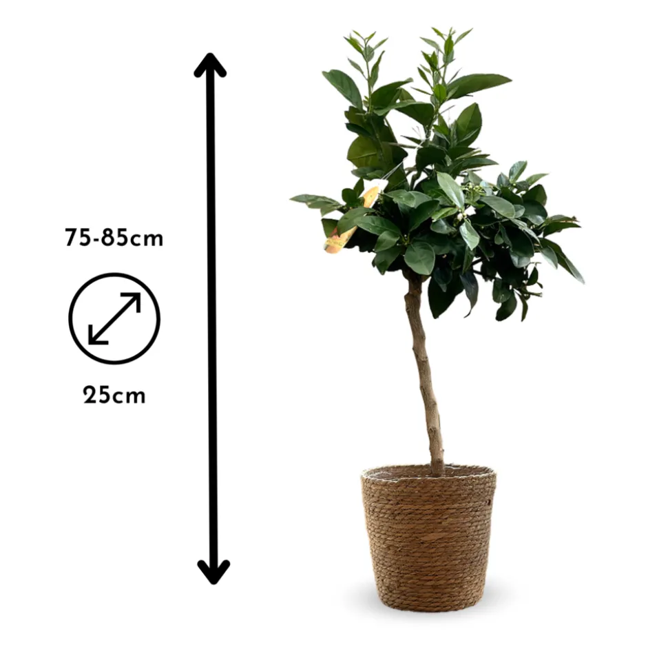 ATTITUDE JARDIN - Oranger sanguin avec panier en jonc de mer - agrume méditerranéen - arbre fruitier - ↕ 75-85 cm - ⌀ 25cm