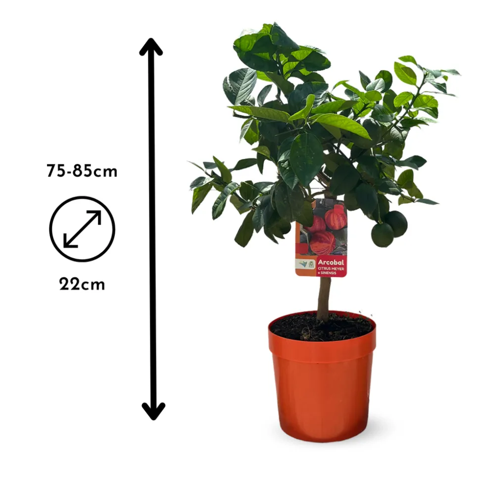 ATTITUDE JARDIN - Oranger Arcobal - citrus meyer sinensis - agrume méditerranéen - arbre fruitier - 75-85 cm - ⌀ 22 cm