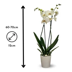 ATTITUDE JARDIN - Orchidée blanche - double branche - phalaenopsis - ↕ 60-70 cm - ⌀ 12 cm - cache pot en céramique blanc
