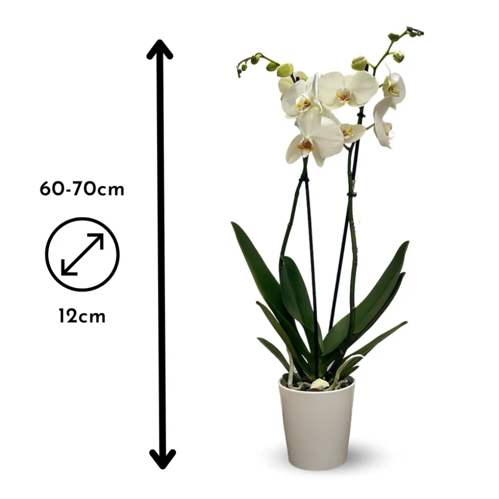 ATTITUDE JARDIN - Orchidée blanche - double branche - phalaenopsis - ↕ 60-70 cm - ⌀ 12 cm - cache pot en céramique blanc