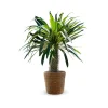 ATTITUDE JARDIN - Pachypodium lamerei avec panier en jonc de mer - palmier de madagascar - ↕ 80-90 cm - ⌀ 22 cm - cactus et plantes grasses