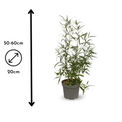 ATTITUDE JARDIN - Rhus viminalis - faux bambou - ↕ 50-60 cm - ⌀ 20 cm - plante d'extérieur