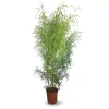 ATTITUDE JARDIN - Rhus viminalis - faux bambou - ↕ 100-110 cm - ⌀ 24 cm - plante d'extérieur