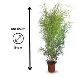 ATTITUDE JARDIN - Rhus viminalis - faux bambou - ↕ 100-110 cm - ⌀ 24 cm - plante d'extérieur