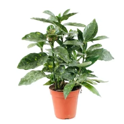 Aucuba : pot d.13cm