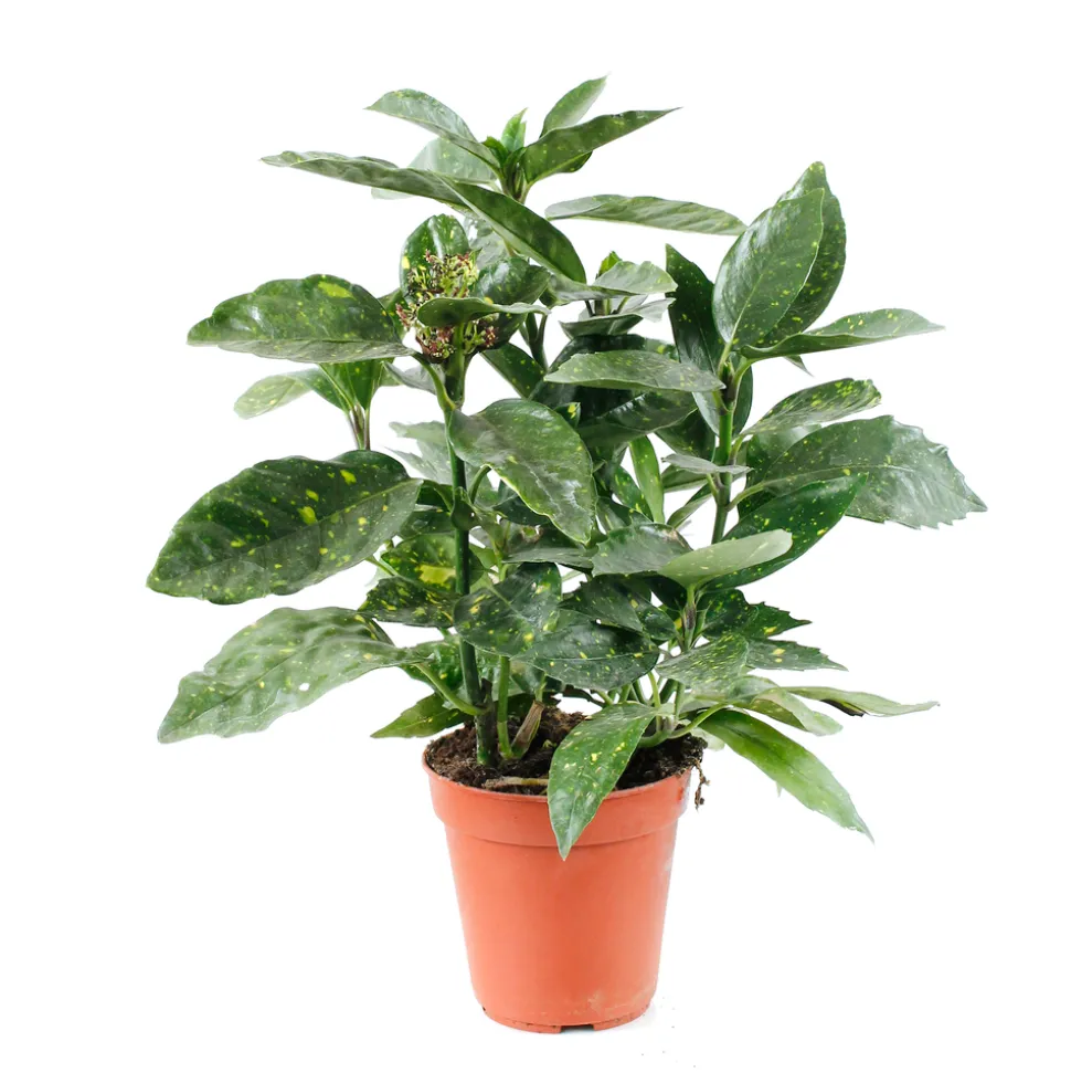 Aucuba : pot d.13cm