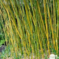 Bambou moyen phyllostachys bissetii: pot de 7 litres