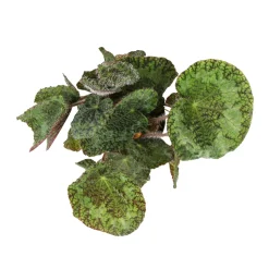 Begonia rex sizemoreae - Pot D 12cm