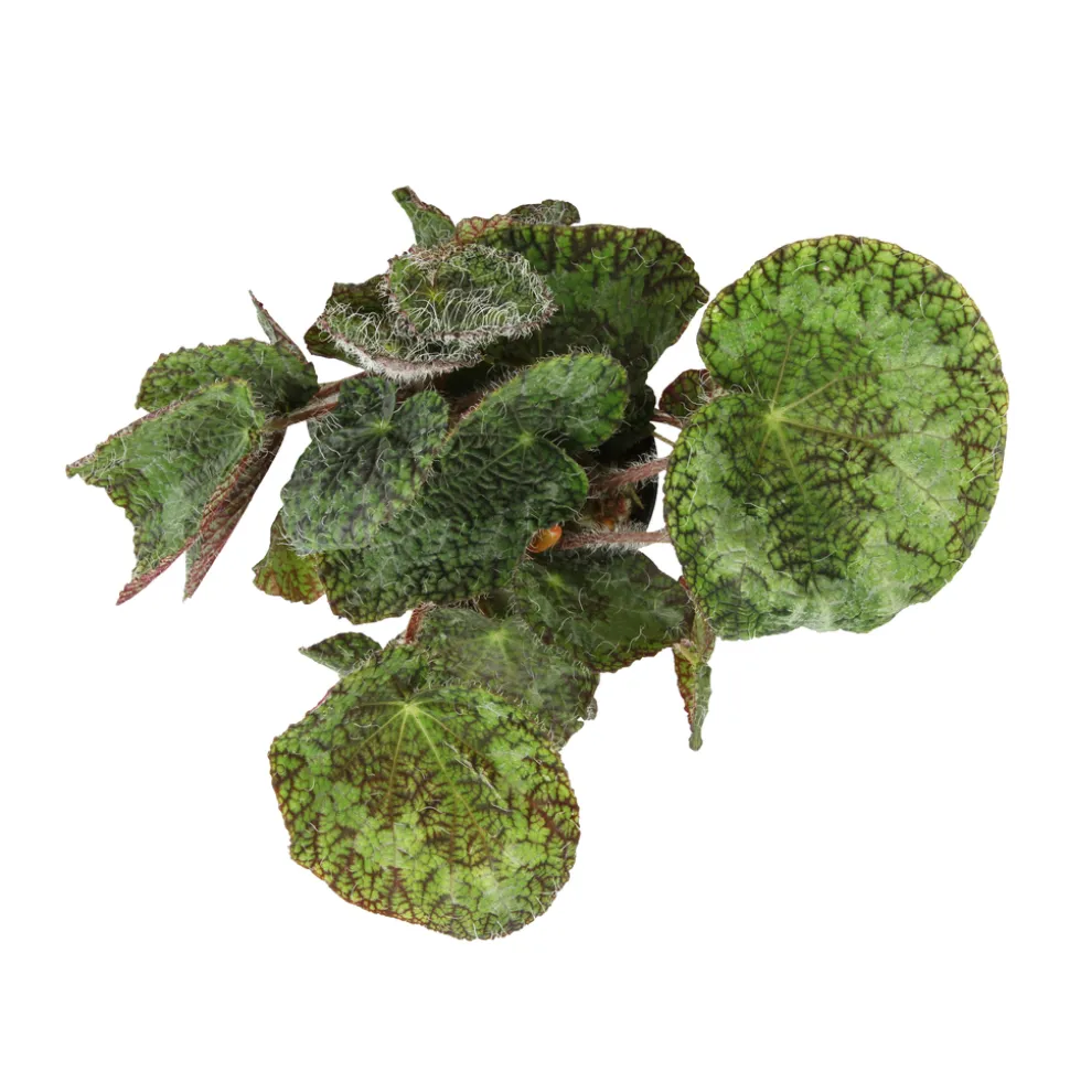 Begonia rex sizemoreae - Pot D 12cm