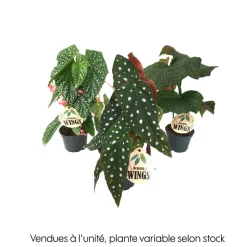 Begonia wings, coloris variable : pot D.12cm