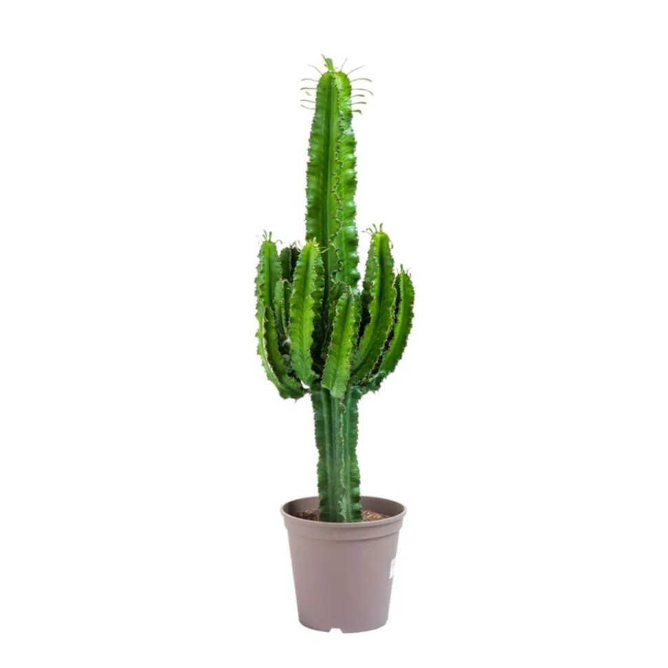 BEIJA-FLORES - Cactus / euphorbia 50/100cm