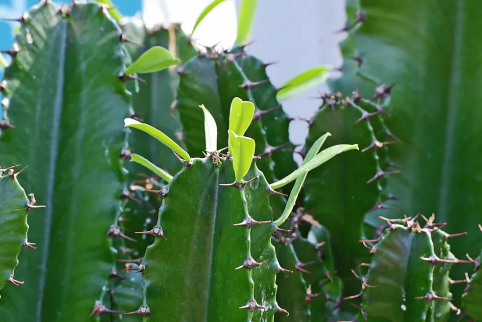 BEIJA-FLORES - Cactus / euphorbia 50/100cm