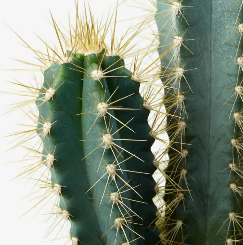 BEIJA-FLORES - Cactus mélange de 5 pots h-7/15cm