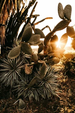 BEIJA-FLORES - Cactus mélange de 5 pots h-7/15cm
