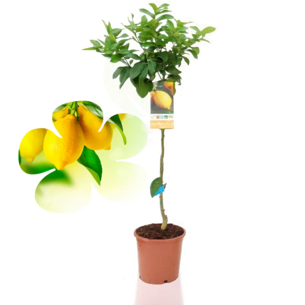 BEIJA-FLORES - Citronnier 4 saison medium h-60/100 cm