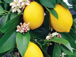 BEIJA-FLORES - Citronnier 4 saison medium h-60/100 cm