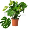 BEIJA-FLORES - Monstera deliciosa h-55/70cm