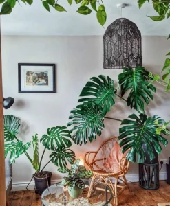 BEIJA-FLORES - Monstera deliciosa h-55/70cm