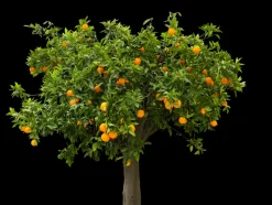 BEIJA-FLORES - Oranger new hall medium h-60/100 cm