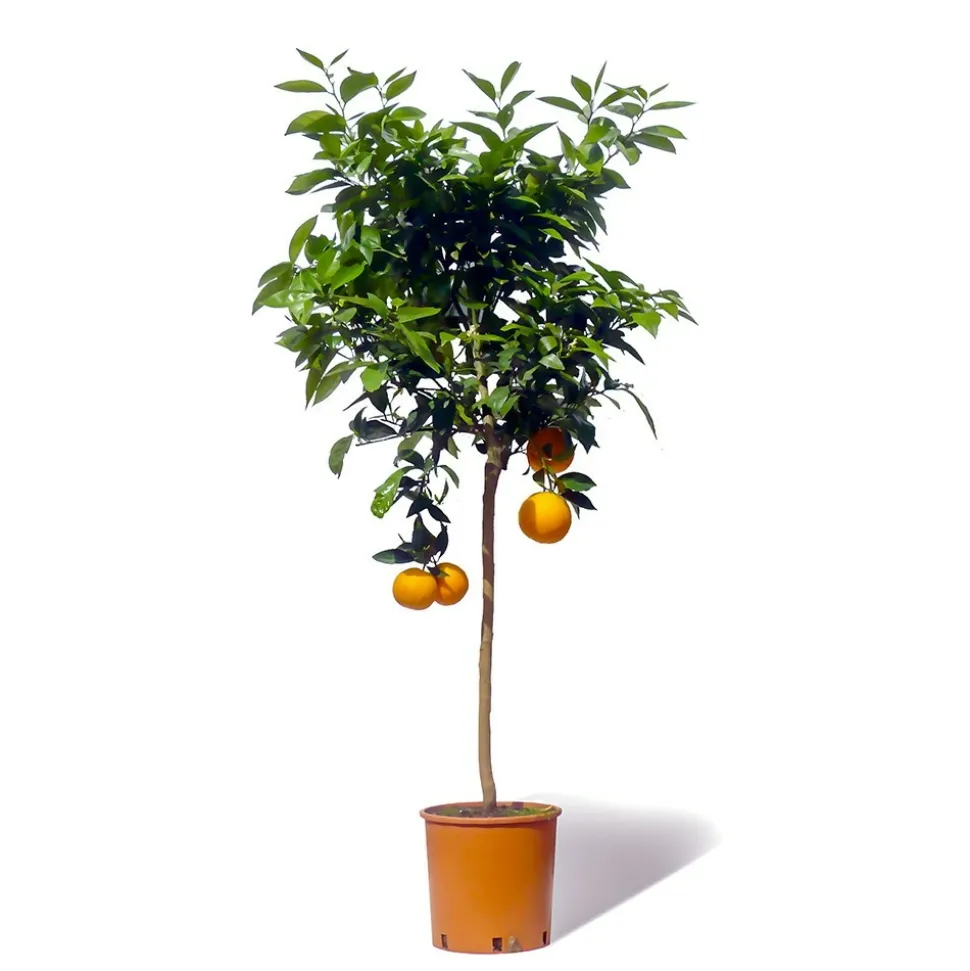 BEIJA-FLORES - Oranger new hall large h-70/110 cm