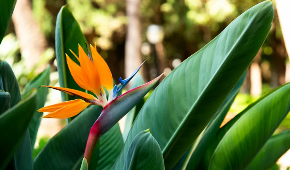 BEIJA-FLORES - Strelitzia reginae - oiseau de paradis h-40/60cm