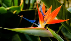 BEIJA-FLORES - Strelitzia reginae - oiseau de paradis h-40/60cm