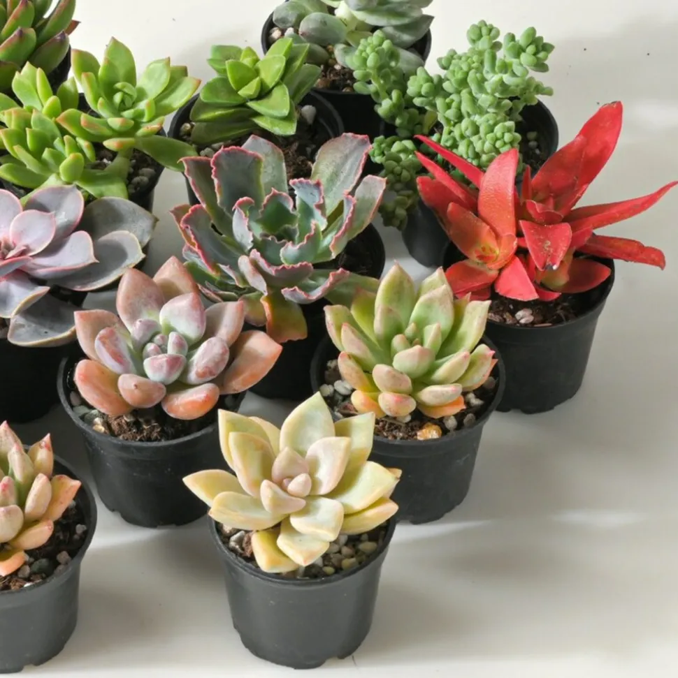 BEIJA-FLORES - Succulentes mélange de 10 pots h-7/15cm