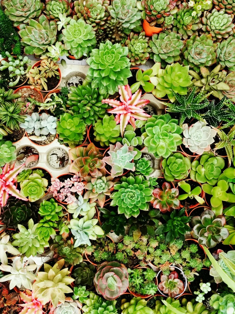 BEIJA-FLORES - Succulentes mélange de 10 pots h-7/15cm
