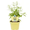 BIOLAND - Arbuste à chewing-gum de qualité bio - lippia polystacha - plante aromatique en pot de 12 cm