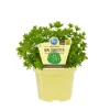 BIOLAND - Aspérule de qualité bio - galium odoratum - plante aromatique en pot de 12cm