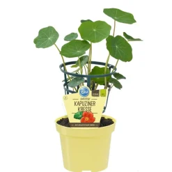 BIOLAND - Capucine de qualité bio - tropaeolum majus - plante aromatique en pot de 12cm