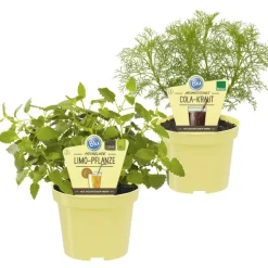 BIOLAND - Duo d'herbes pour limonade - 1x herbe à cola et 1x herbe à limonade en qualité bio - 2 plantes aromatiques en pot de 12cm