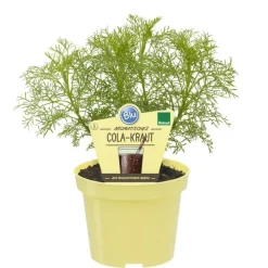 BIOLAND - Duo d'herbes pour limonade - 1x herbe à cola et 1x herbe à limonade en qualité bio - 2 plantes aromatiques en pot de 12cm