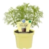 BIOLAND - Herbe à cola qualité bio - artemisia abrotanum var. Maritima - plante aromatique en pot de 12cm