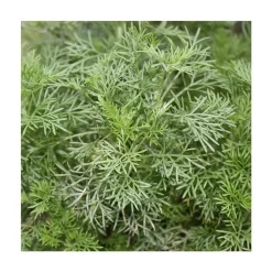 BIOLAND - Herbe à cola qualité bio - artemisia abrotanum var. Maritima - plante aromatique en pot de 12cm